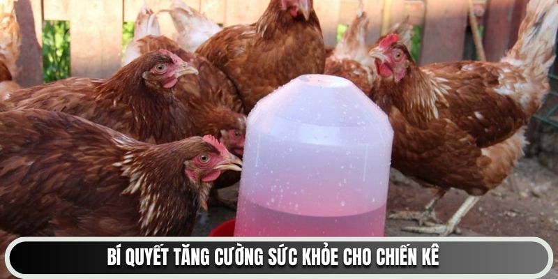 Bí quyết tăng cường sức khỏe cho chiến kê gachoic1