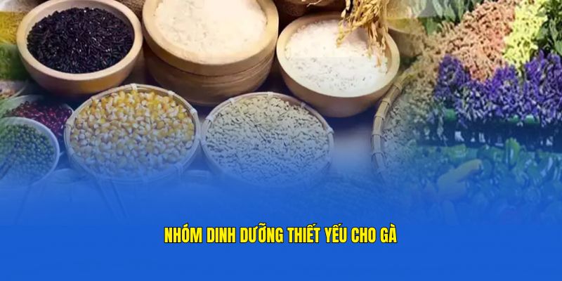 Chế độ dinh dưỡng gà chọi - Các nhóm chất cần thiết tại GachoiC1