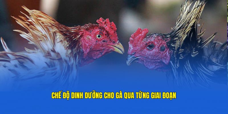 Chế độ dinh dưỡng gà chọi theo từng giai đoạn từ cao thủ GachoiC1