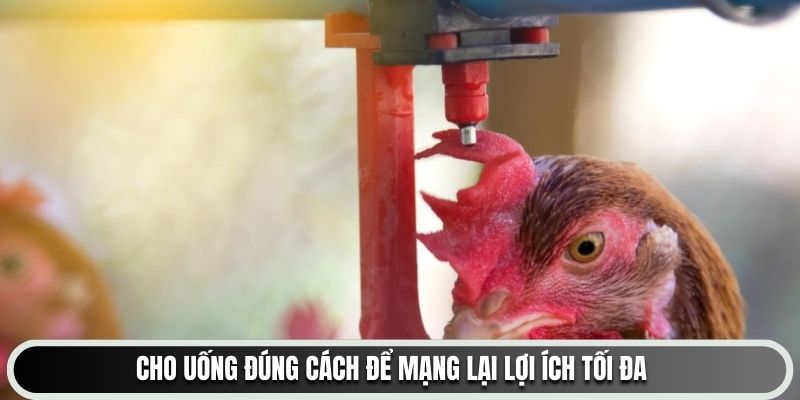 Cho uống đúng cách để mạng lại lợi ích tối đa