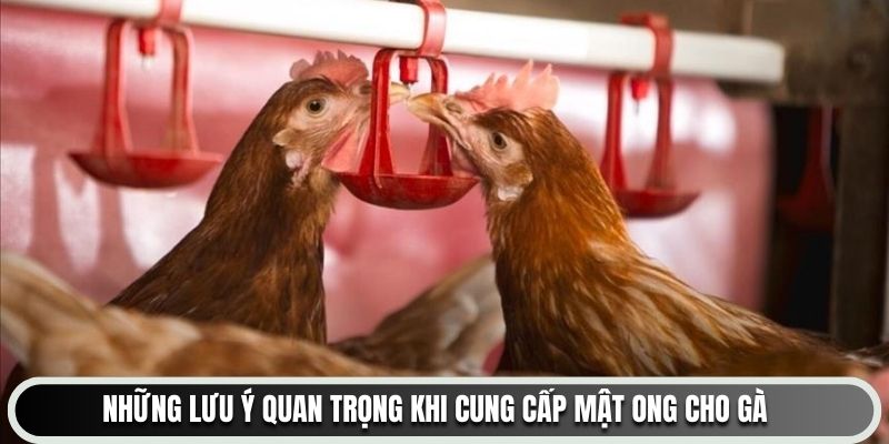 Những lưu ý quan trọng khi cung cấp mật ong cho gà