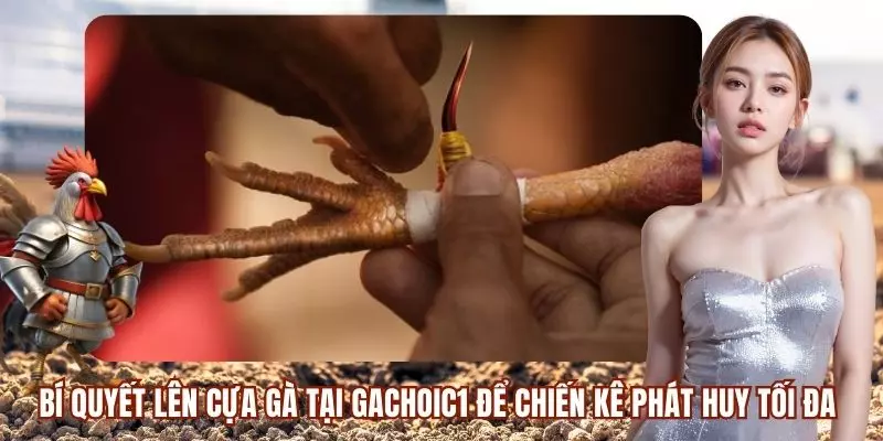 Bí quyết lên cựa gà tại GACHOIC1 để chiến kê phát huy tối đa