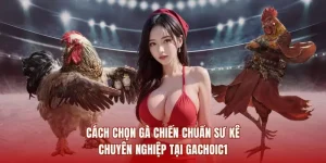 cách chọn gà chiến chuẩn sư kê chuyên nghiệp tại gachoic1