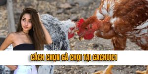 cách chọn gà chọi luôn được quan tâm ở gachoic1