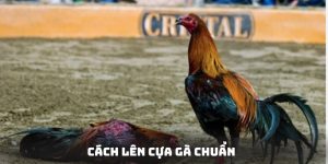 Cách Lên Cựa Gà Chuẩn - Phương Pháp Đặt Cược Đỉnh Cao Top 1