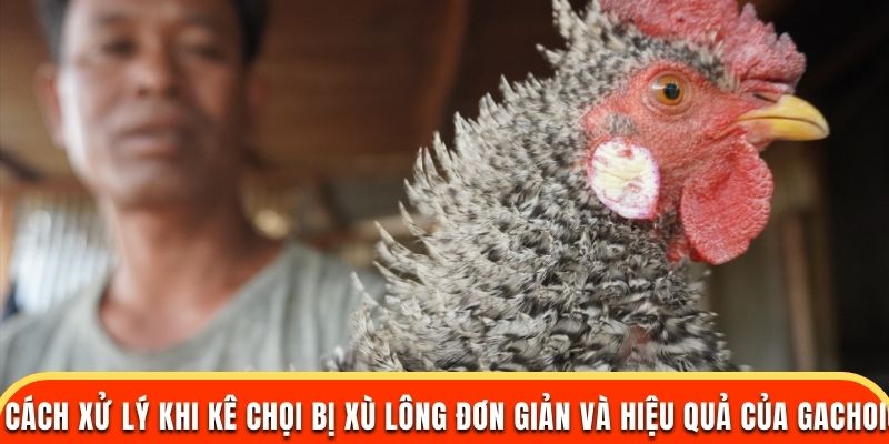 Cách xử lý khi kê chọi bị xù lông đơn giản và hiệu quả của gachoic1