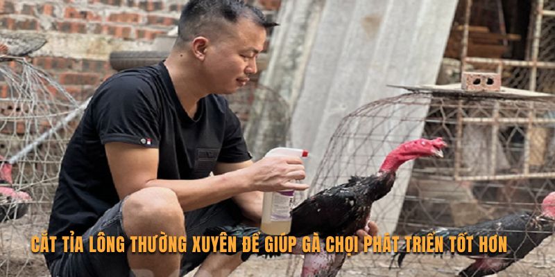 Cắt tỉa lông thường xuyên để giúp gà chọi phát triển tốt hơn