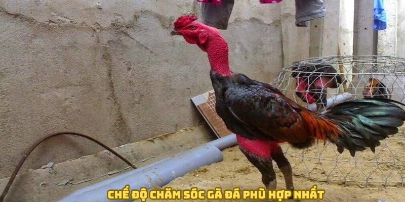 Chế độ chăm sóc gà đá phù hợp nhất