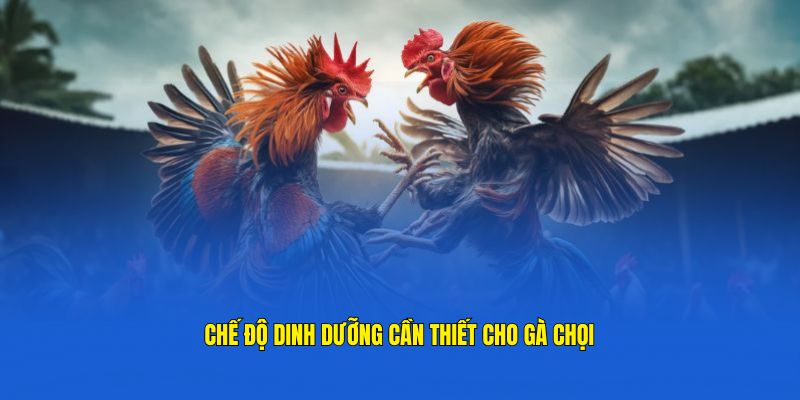 chế độ dinh dưỡng gà chọi từ cao thủ gachoic1