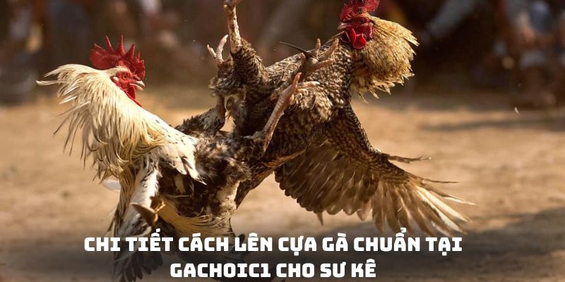 Chi tiết cách lên cựa gà chuẩn tại gachoic1 cho sư kê