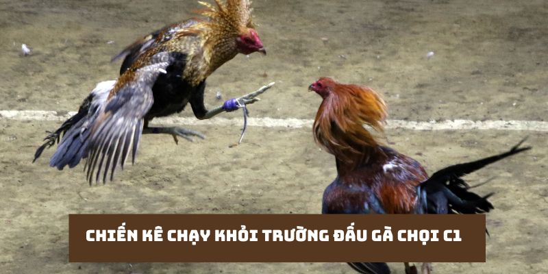 Chiến kê chạy khỏi trường đấu gà chọi c1 