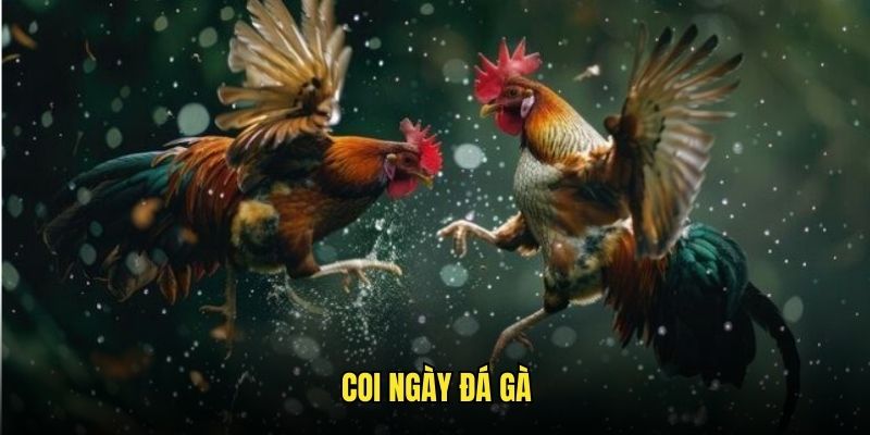 Coi Ngày Đá Gà - Tìm Hiểu Cách Xem Chuẩn Xác Từ Gachoic1