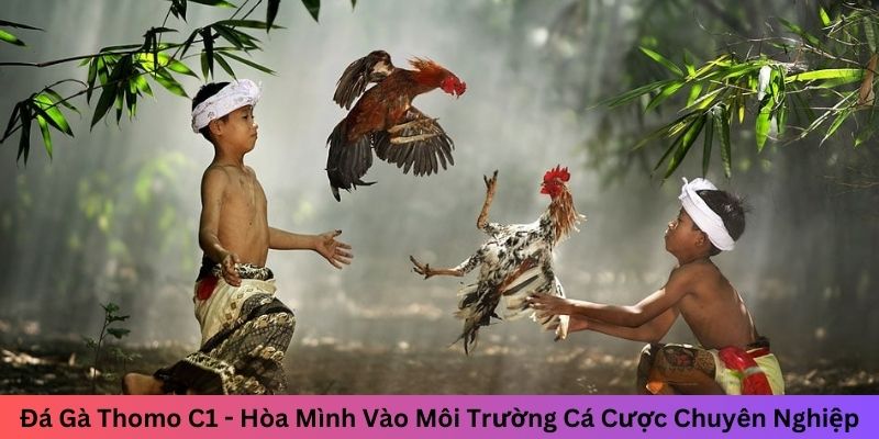 đá gà thomo c1 hòa mình vào môi trường cá cược chuyên nghiệp