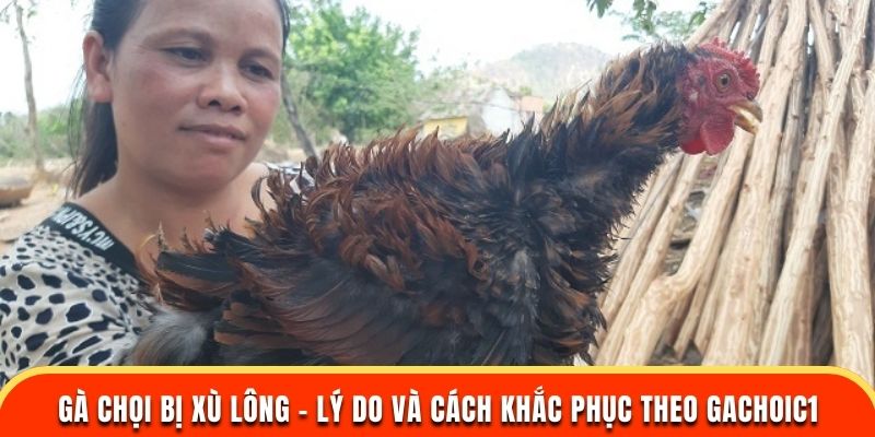 gà chọi bị xù lông lý do và cách khắc phục từ gachoic1