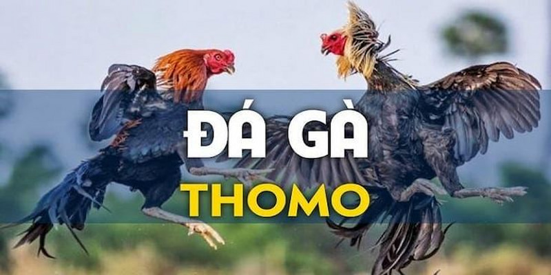 Gà chọi C1 thomo tầm cỡ quốc tế hoạt động tạo mọi quốc gia 