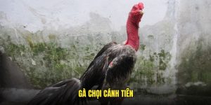 gà chọi cánh tiên tại gachoic1 giống gà mới đá cực hay