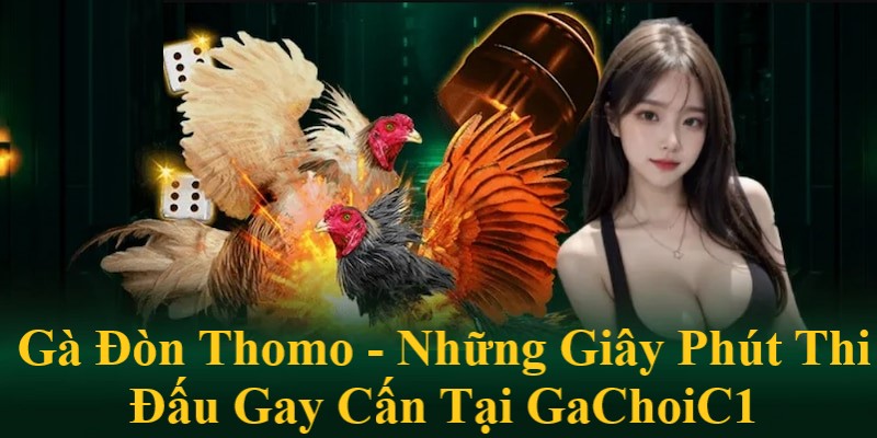 gà đòn thomo những trận đấu gay cấn tại gachoic1