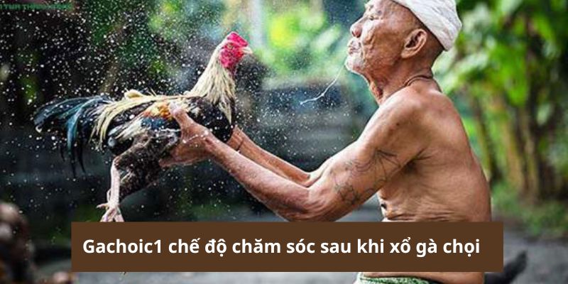  Gachoic1 chế độ chăm sóc sau khi chọi xổ gà chọi 