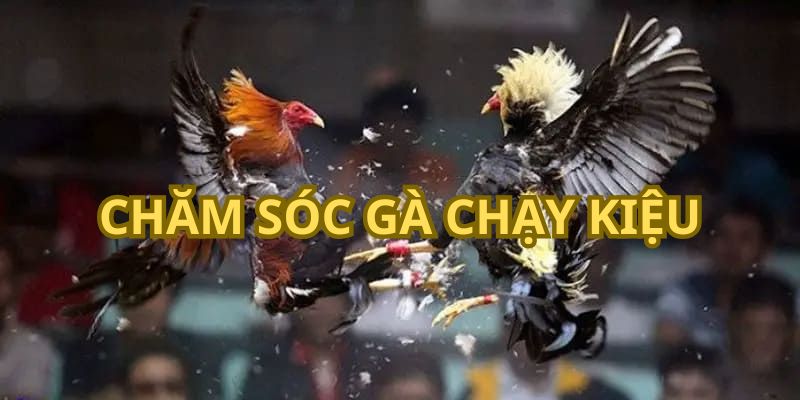 GACHOIC1 chia sẻ chăm sóc kê đá chạy nhiều như nào sẽ tốt nhất? 