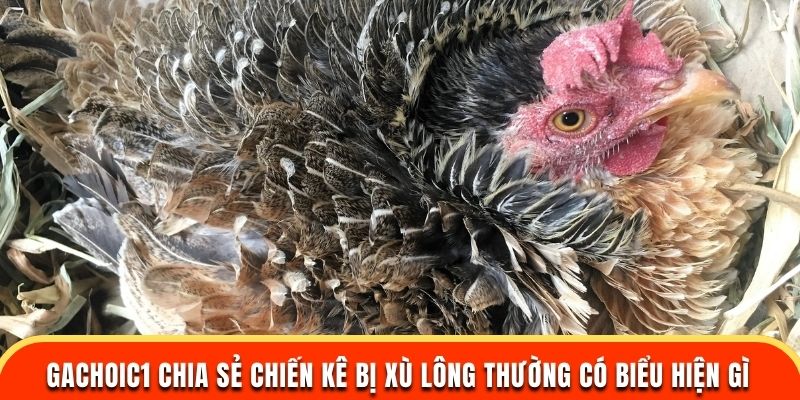 Gachoic1 chia sẻ chiến kê bị xù lông thường có biểu hiện gì