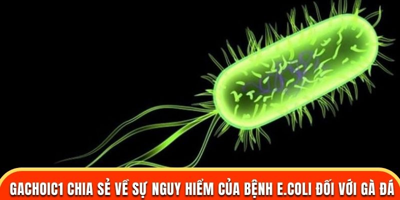 Gachoic1 chia sẻ về sự nguy hiểm của bệnh e.coli đối với gà đá