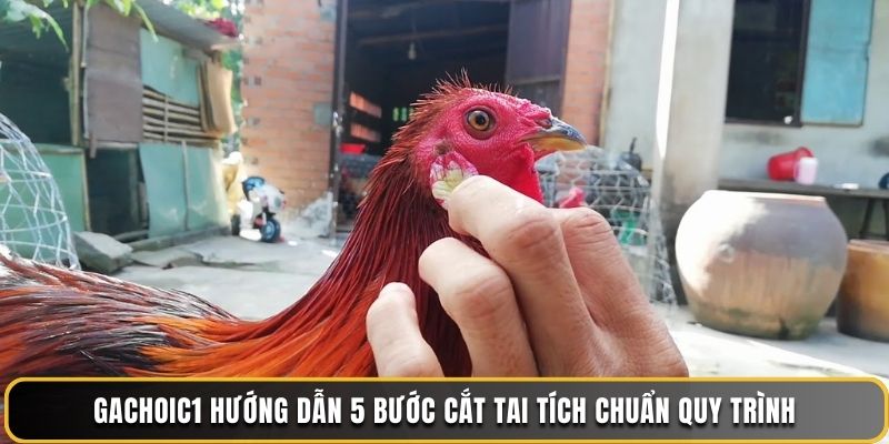 Ga choi c1 hướng dẫn 5 bước cắt tai tích chuẩn quy trình