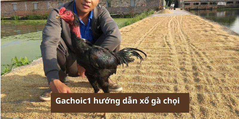 Gachoic1 hướng dẫn xổ gà chọi 