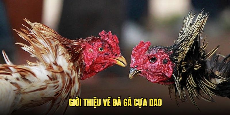 Giới thiệu về gà đá cựa dao trên gachoic1