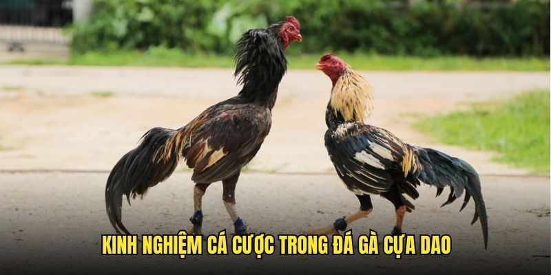 Kinh nghiệm cá cược nên biết từ chuyên gia gachoic1