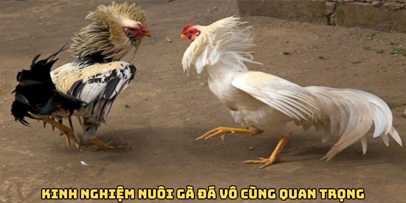 Kinh nghiệm nuôi gà đá vô cùng quan trọng