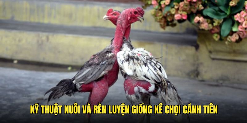 Kỹ thuật nuôi giống kê chọi cánh tiên trên gachoic1