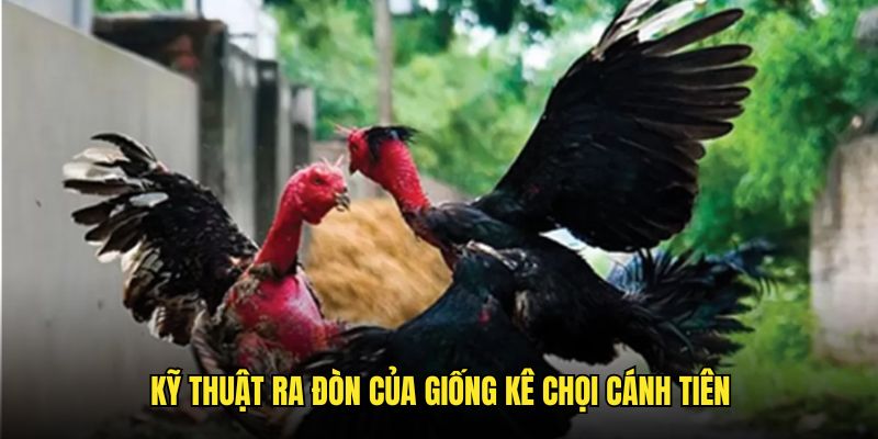 Kỹ thuật ra đòn trong dòng kê chọi cánh tiên tay gachoic1