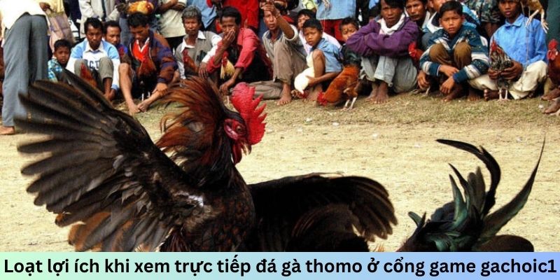 Loạt lợi ích khi xem trực tiếp đá gà thomo ở cổng game gachoic1