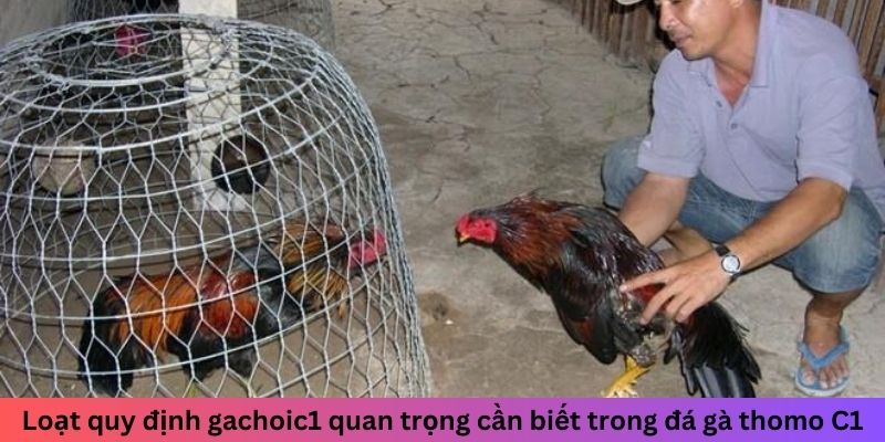 Loạt quy định gachoic1 quan trọng cần biết trong đá gà thomo C1