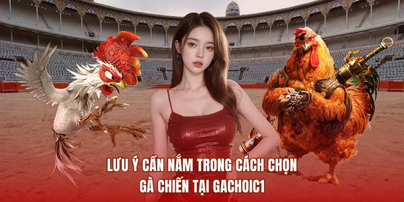 Lưu ý cần nắm trong cách chọn gà chiến tại GACHOIC1