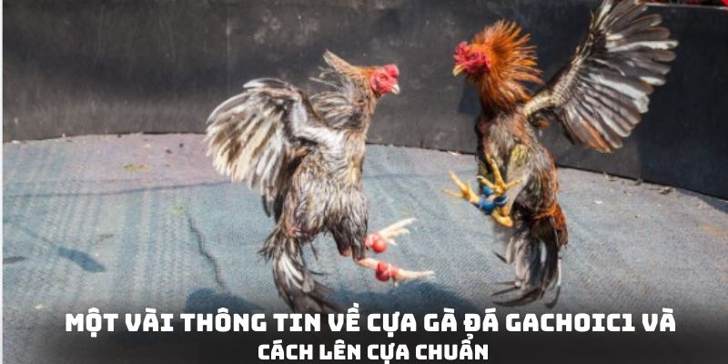 Một vài thông tin về cựa gà đá gachoic1 và cách lên cựa chuẩn