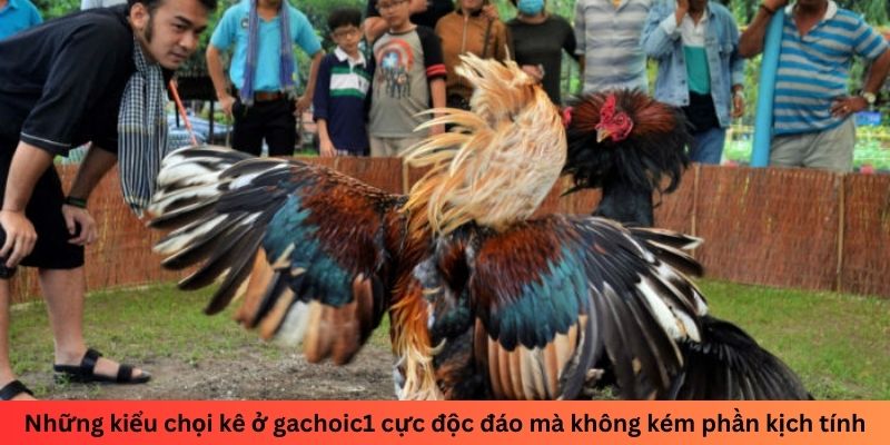 Những kiểu chọi kê ở gachoic1 cực độc đáo mà không kém phần kịch tính