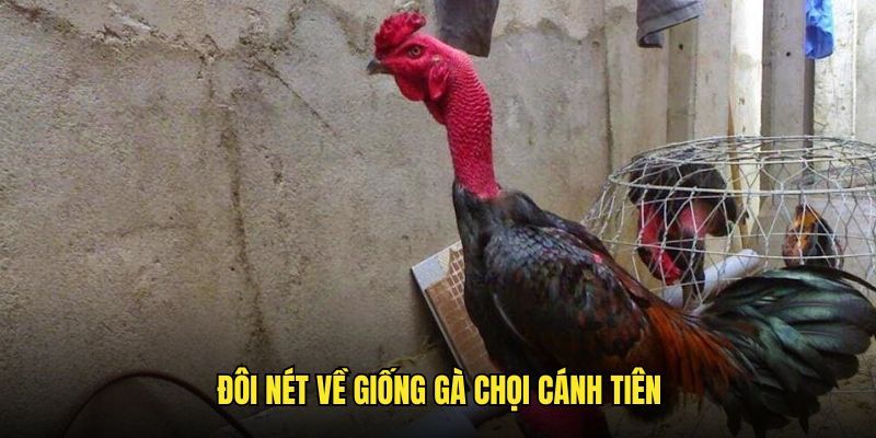 Những nét chính về giống gà cánh tiên tại gachoic1