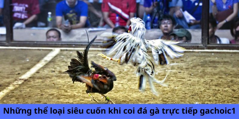 Những thể loại siêu cuốn khi coi đá gà trực tiếp gachoic1