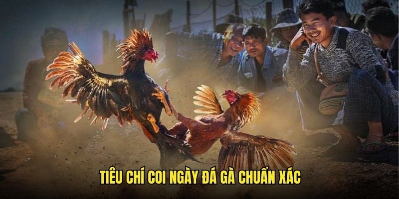 Những tiêu chí để xem ngay đá gà trong gachoic1