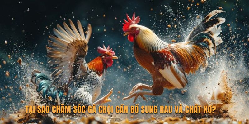 Tại sao chăm sóc gà chọi cần bổ sung rau và chất xơ?