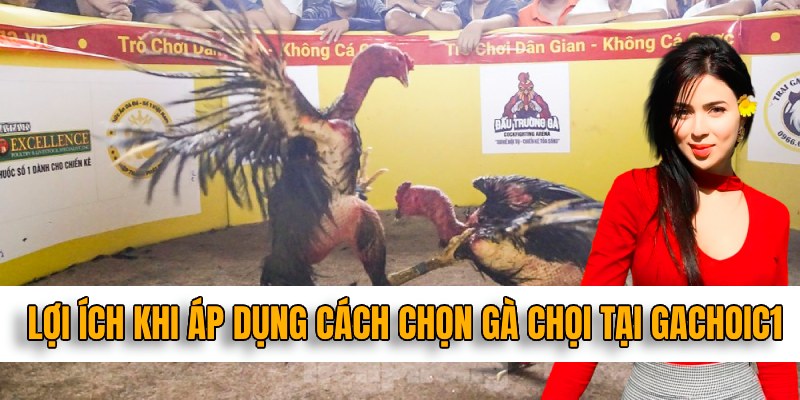 Tham khảo cách chọn gà chọi tại gachoic1 để dự đoán kèo cược thành công