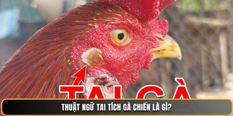 Thuật ngữ tai tích gà chiến là gì?