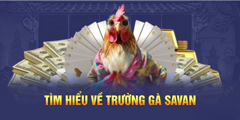 Thương hiệu Gachoic1 cung cấp dịch vụ chọi kê hàng đầu hiện nay 