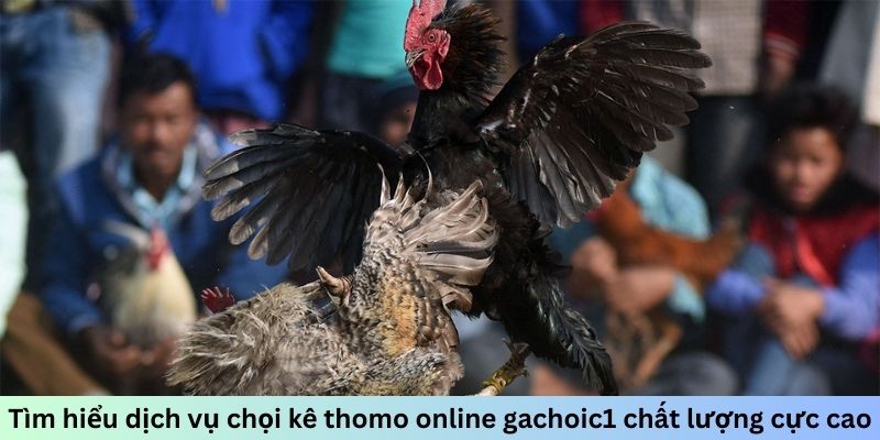 Tìm hiểu dịch vụ chọi kê thomo online gachoic1 chất lượng cực cao