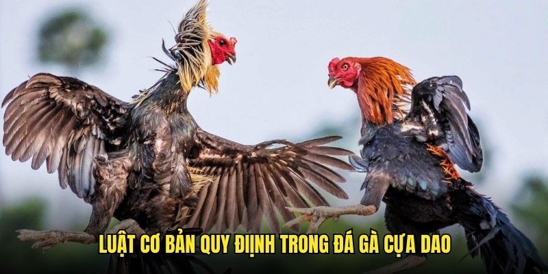 Tìm hiểu luật quy định trong đá gà cựa dao trên gachoic1