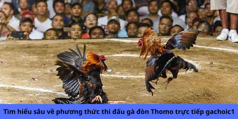 Tìm hiểu sâu về phương thức thi đấu gà đòn Thomo trực tiếp gachoic1