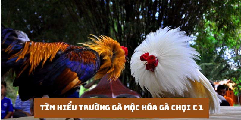 Tìm hiểu trường gà mộc hóa gà chọi c1 