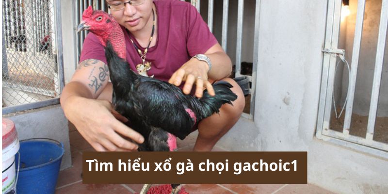 Tìm hiểu xổ gà chọi gachoic1 