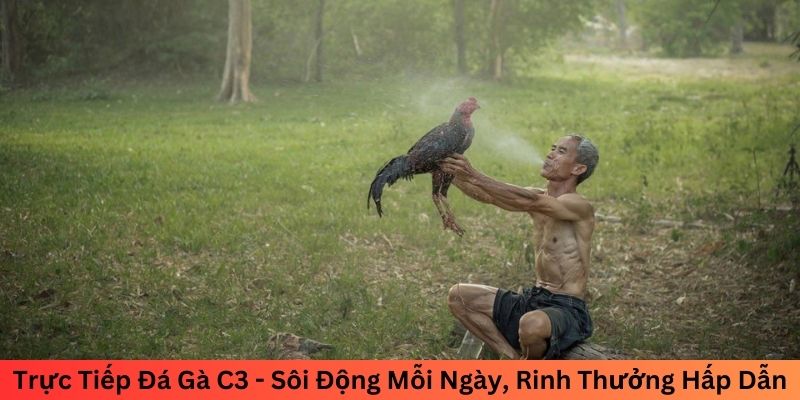 trực tiếp đá gà c3 sôi động mỗi ngày rinh thưởng hấp dẫn